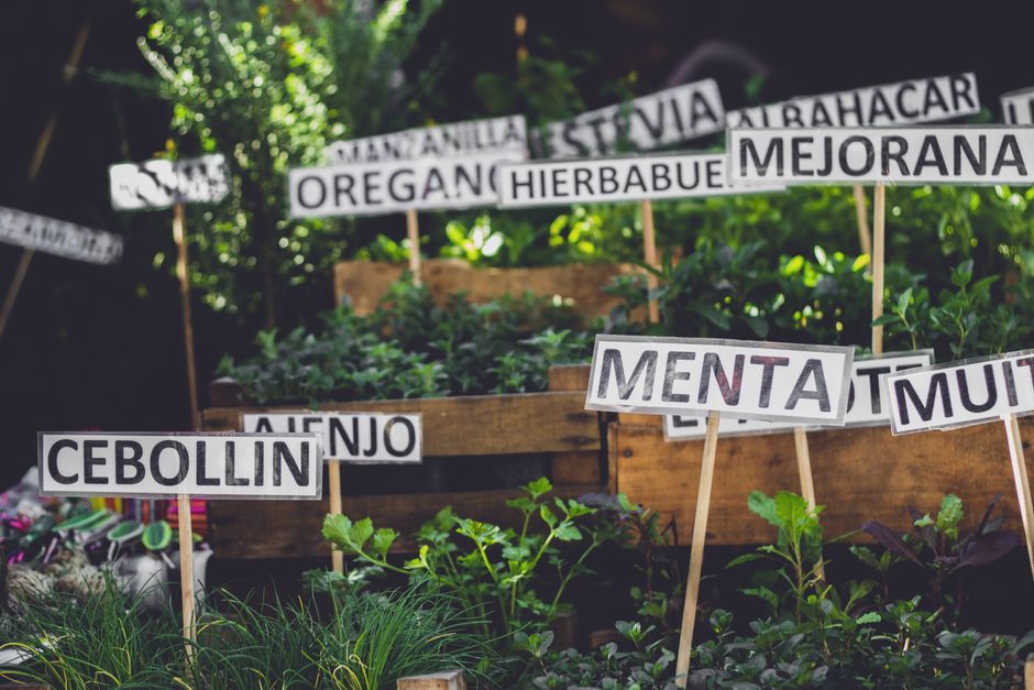 Herbs And Botanicals: A Cautious Look: A Second Look