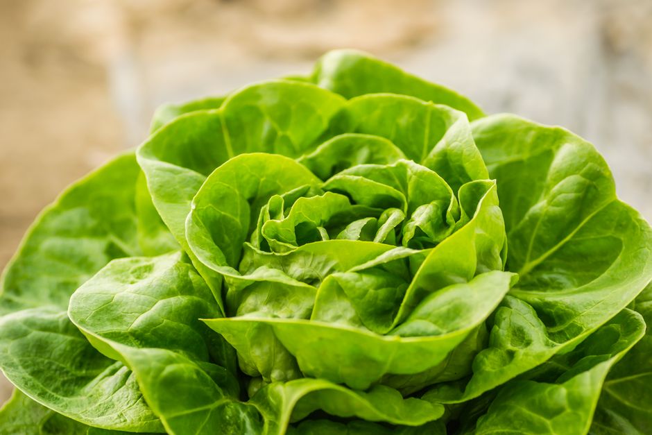 Metabolism: What It Is And What It Is Not as a Daily Habit, Explained Simply