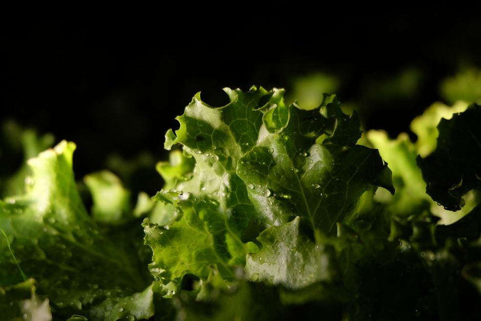 Understanding Metabolism: What It Is And What It Is Not in Plain Terms, for Real Life